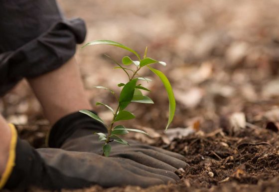 Tree Planting