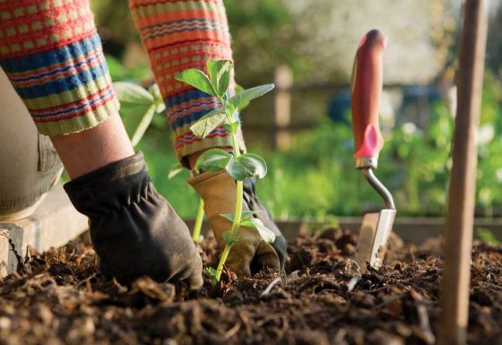 A Way to Garden