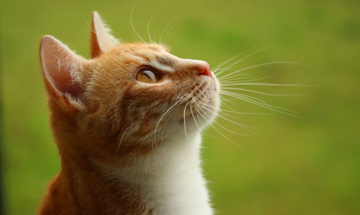 Top most beautiful Cats home windows