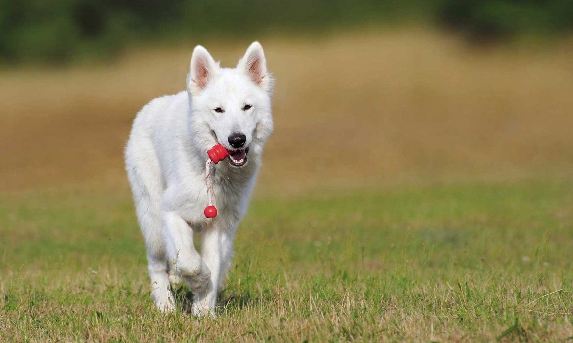 Protect a your Dogs with Pumpkin and Peroxide